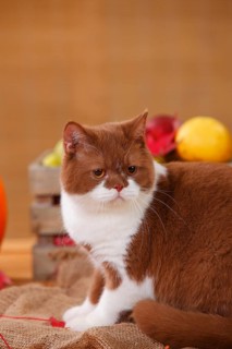 British shorthair