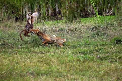 RED Fox