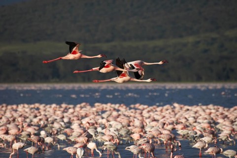 Lesser Flamingo