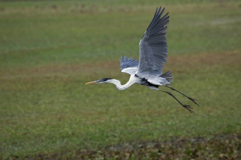 Cocoi heron