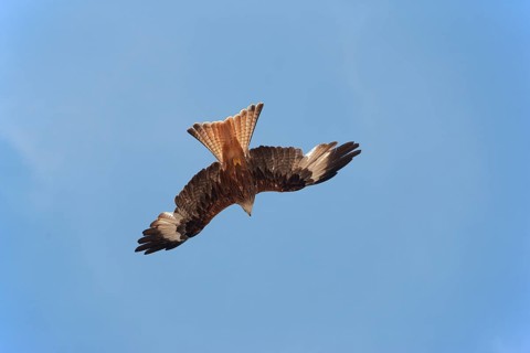 Red kite