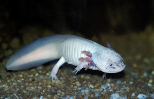 Axolotl