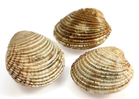 Shells