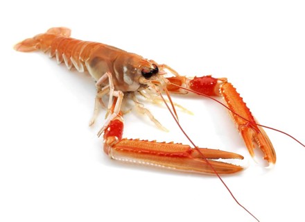 Dublin bay shrimp or Norway lobster