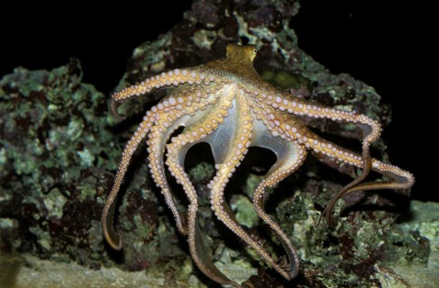 Octopus