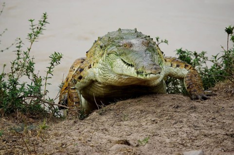 Orinoco Crocodile