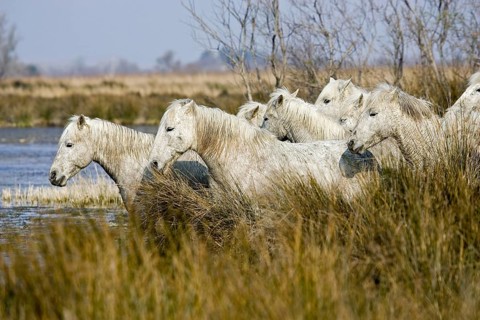 CAMARGUE HORSE