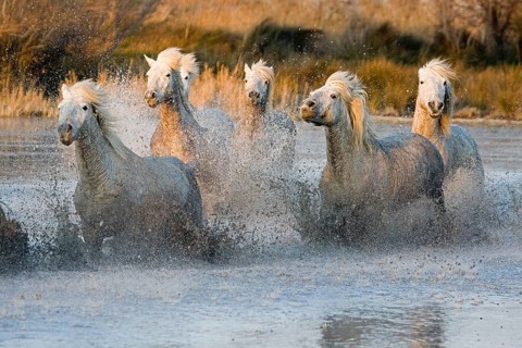 CAMARGUE HORSE