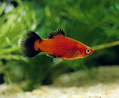 Wagtail Platy Fish