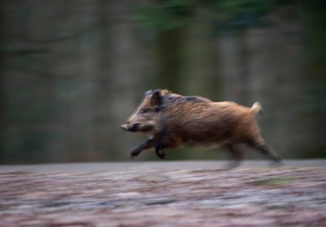 Wild Boar