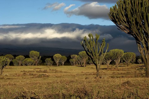 Euphorbia tree