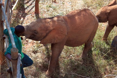 Elephant orphans with keeper