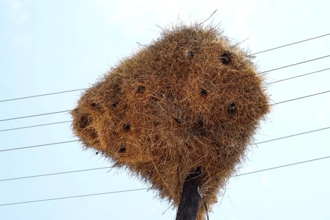 Net of Social Weaver