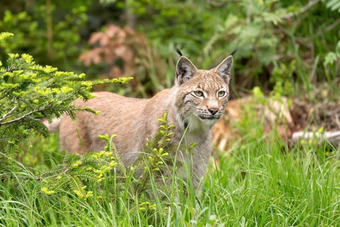 Lynx