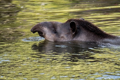 South American tapir