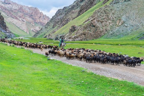 Shepherd leading a flock of sheep in a valley