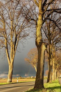 Avenue with horse chestnuts