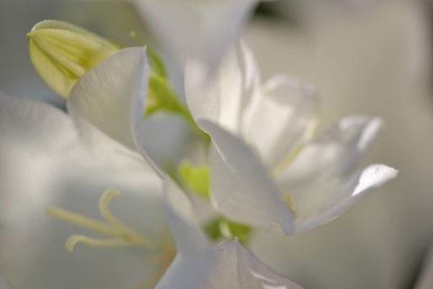 Campanula persicifolia