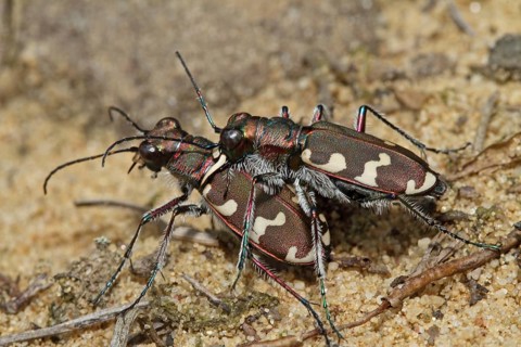 Dune Sand Beetle