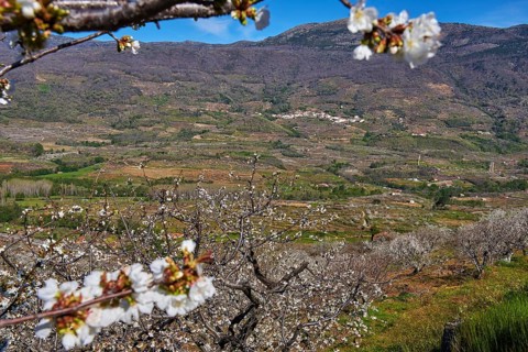 Cherry trees