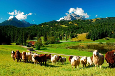 Country idyll
