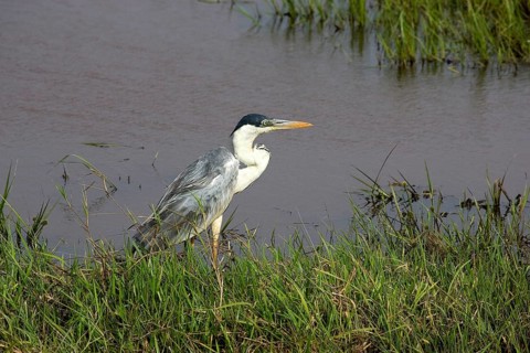 Cocoi heron