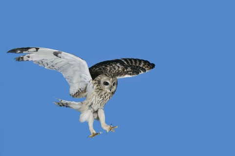 Short eared owl