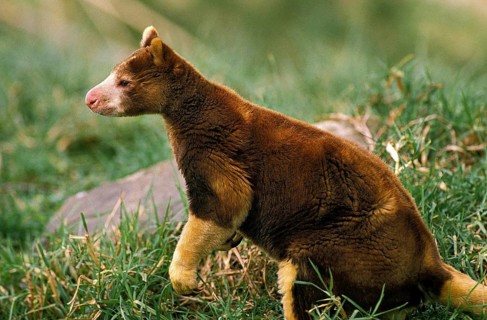 Matschie's tree kangaroo