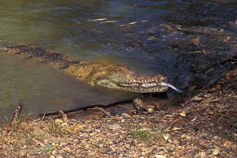 Australian freshwater crocodile