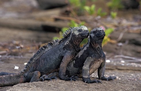 Galapagos Sea Iguana