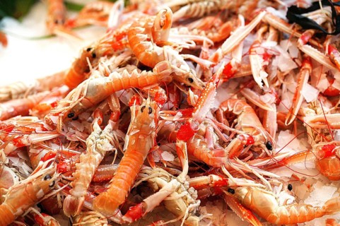 DUBLIN BAY PRAWN OR NORWEGIAN HUMMER OR SCAMPI ephrops norvegicus AT THE FISHING STAND