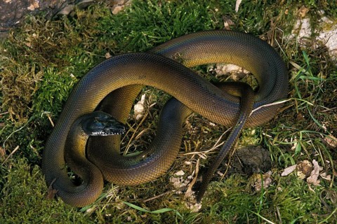 White-lipped python