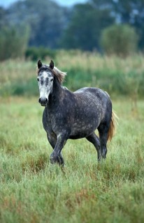 LIPIZZAN
