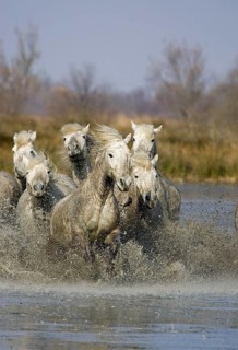 CAMARGUE HORSE