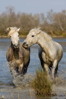 CAMARGUE HORSE