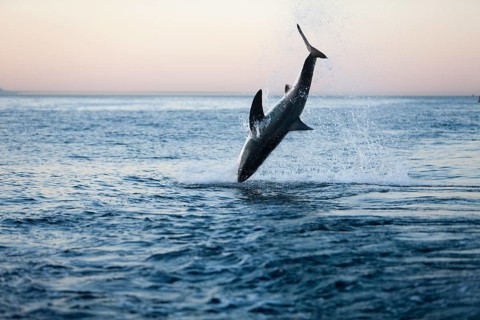 Great white shark
