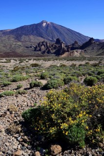 Volcanic vegetation