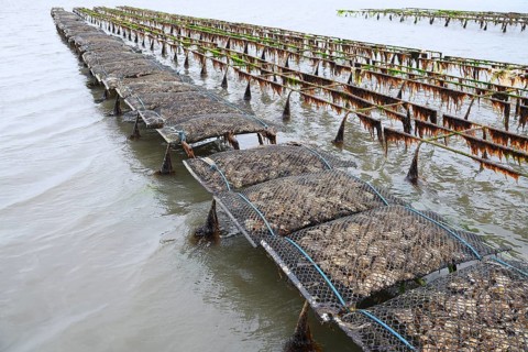 Pacific oyster