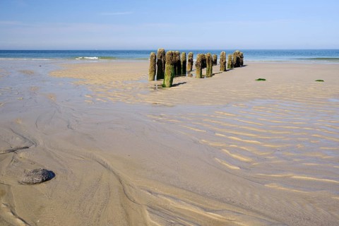Algae-covered groynes in the evening at low tide