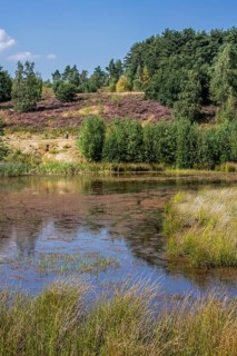 Pond and heather