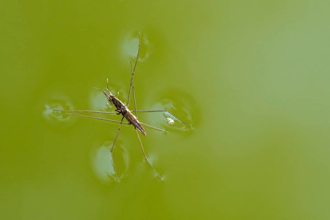 Two Common Pond Skaters