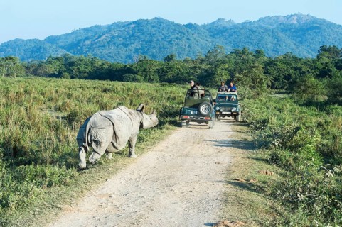 Indian rhinoceros