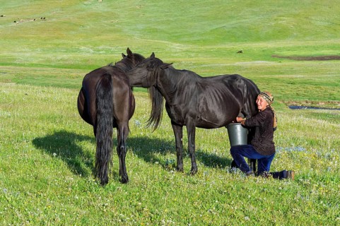 Kyrgyz woman milking a mare in a mountain pasture