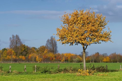 English oak