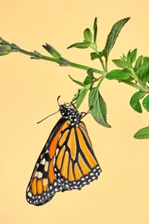 Monarch butterfly
