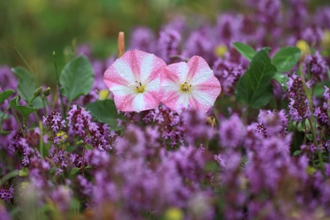 Field Bindweed