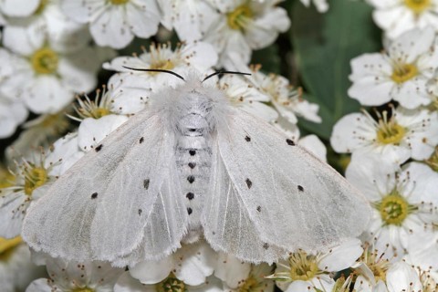 Moss rubber moth