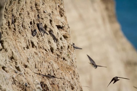 Sand martin
