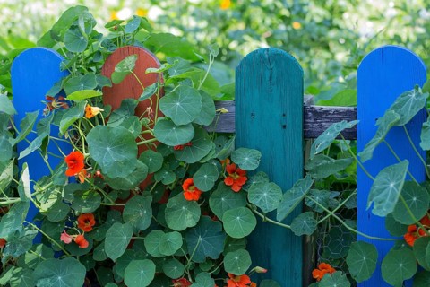 Nasturtium on garden fence
