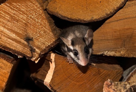 Garden dormouse